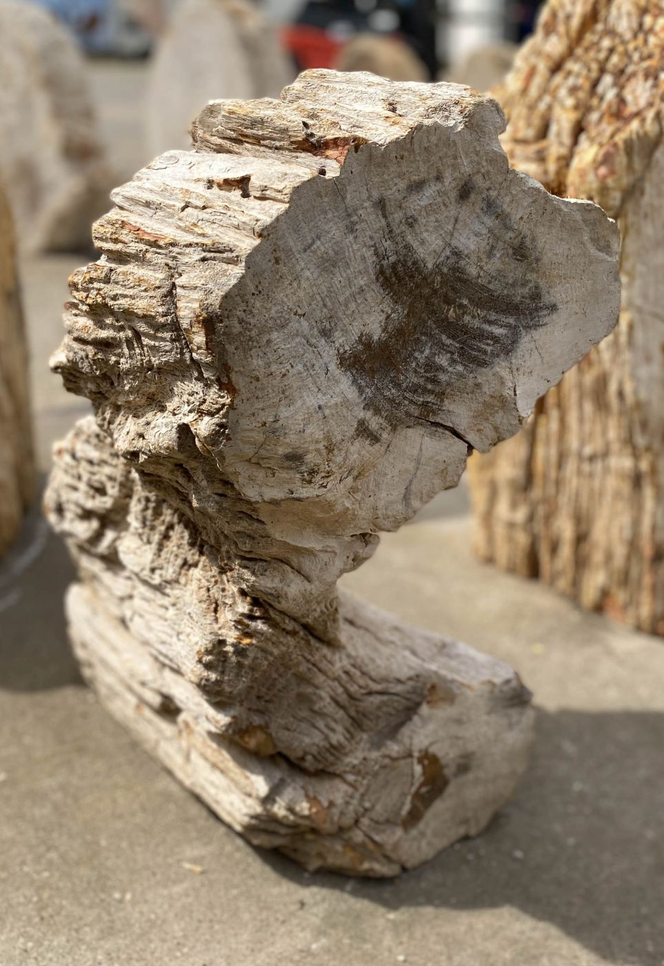 Lápida madera petrificada 53093