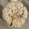 Lápida madera petrificada 53099