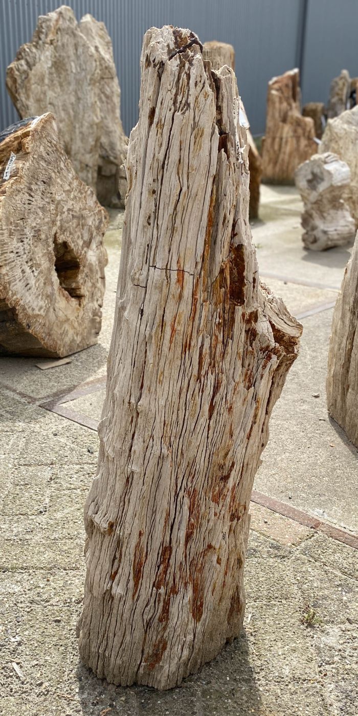 Lápida madera petrificada 53100