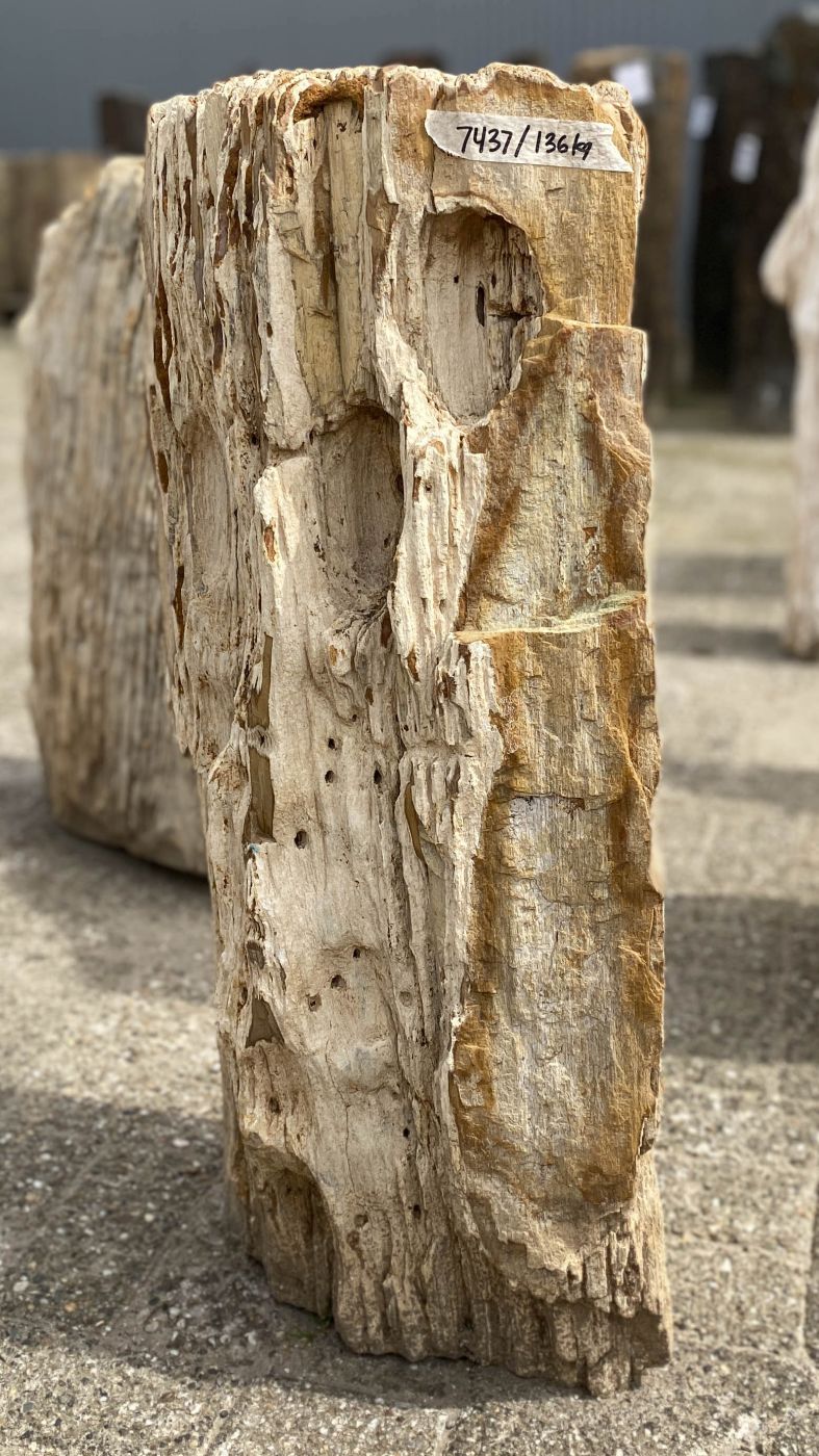 Lápida madera petrificada 53104