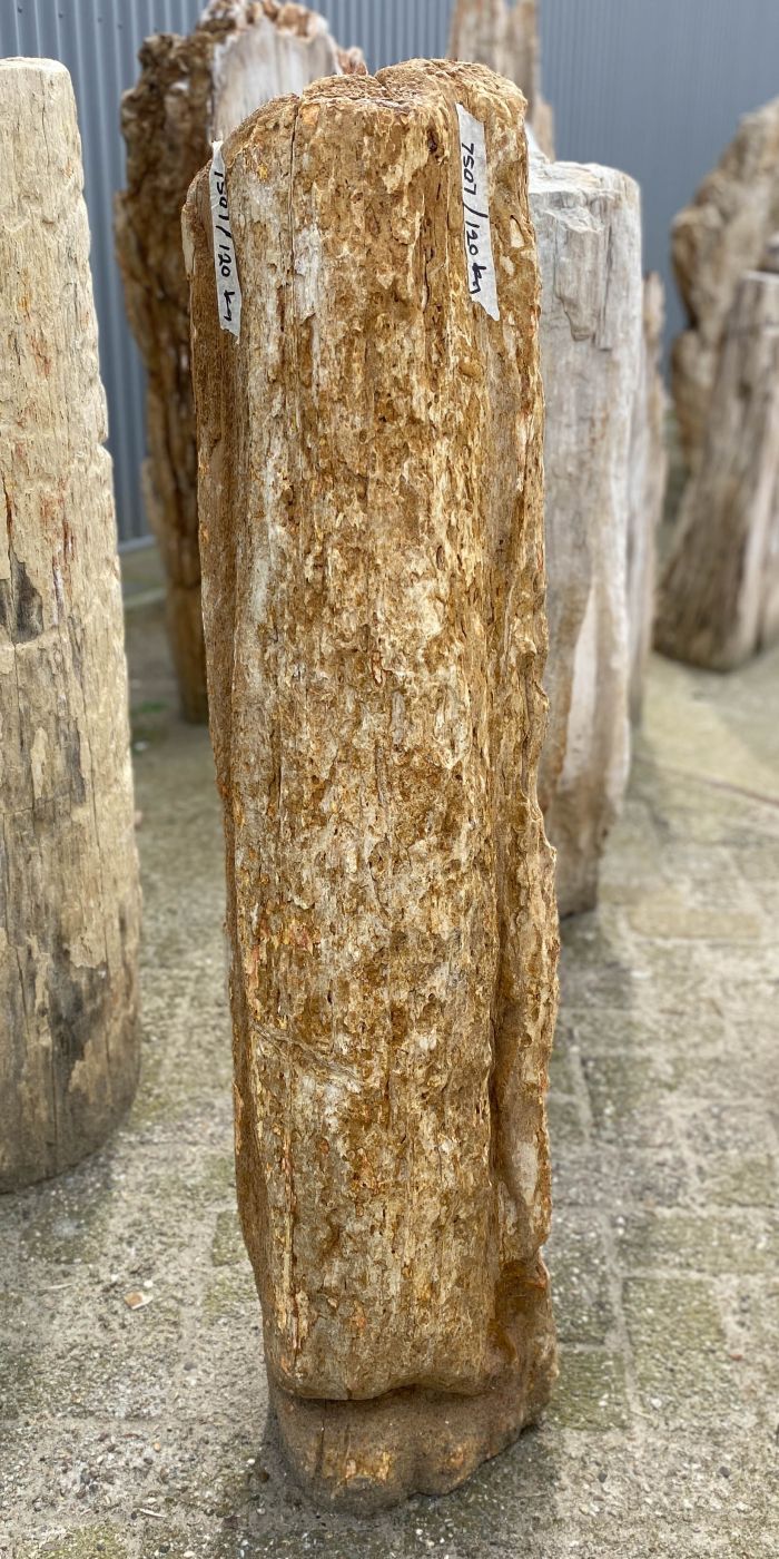Lápida madera petrificada 53108