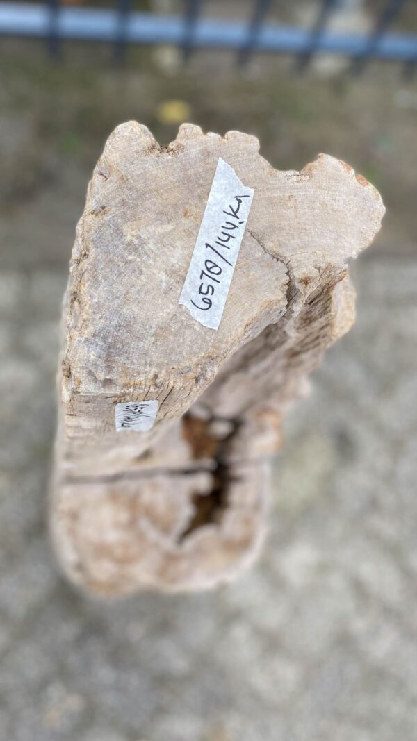 Memorial stone petrified wood 52022