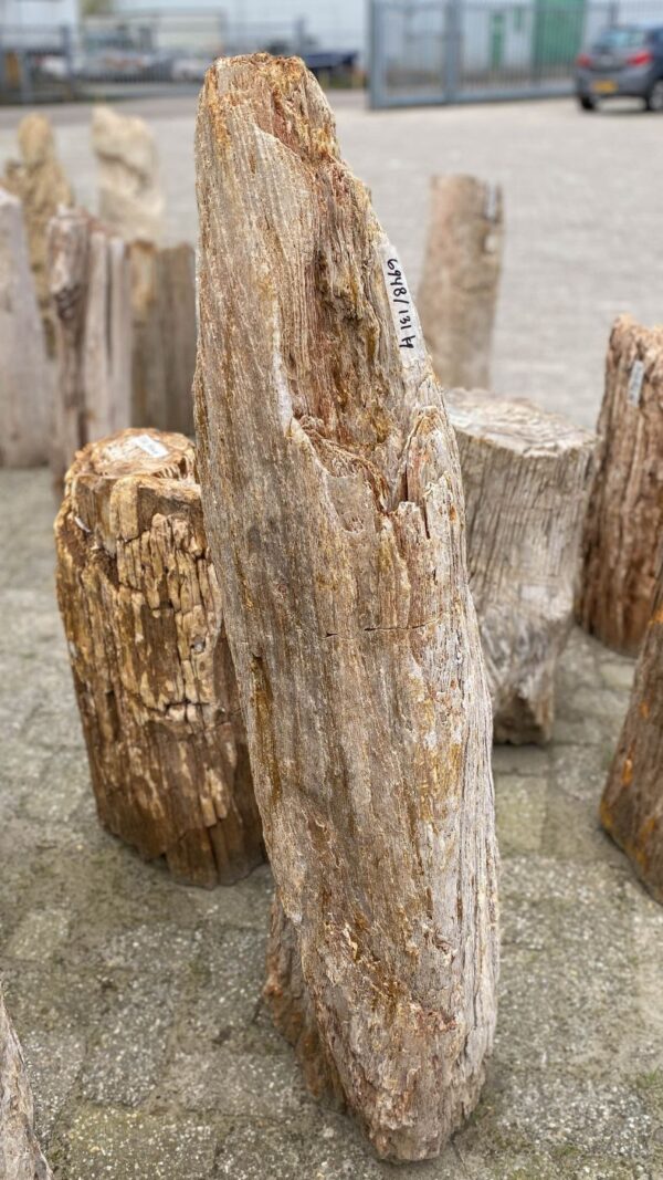 Memorial stone petrified wood 52026