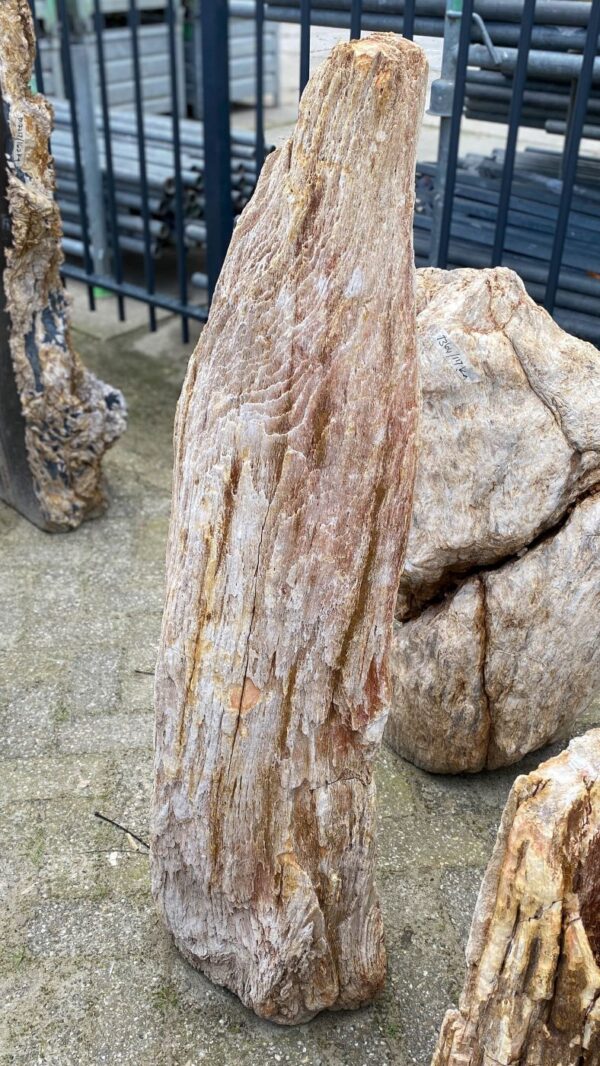 Memorial stone petrified wood 52026