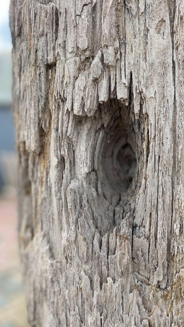 Memorial stone petrified wood 52029