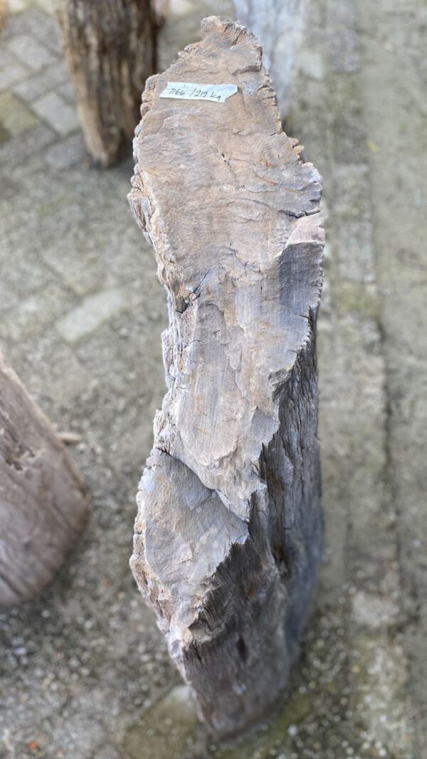 Memorial stone petrified wood 52030