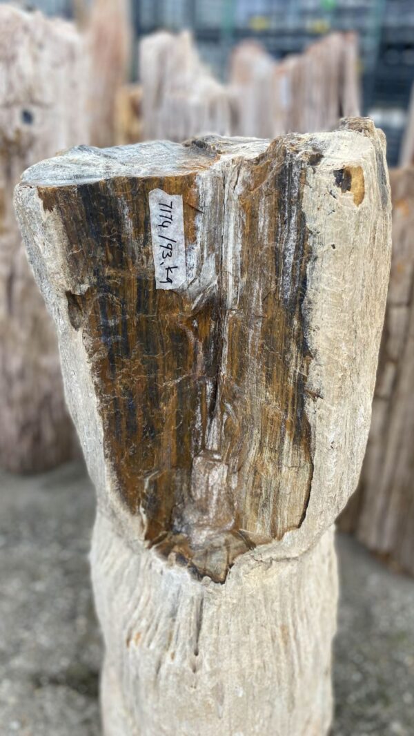 Memorial stone petrified wood 52037