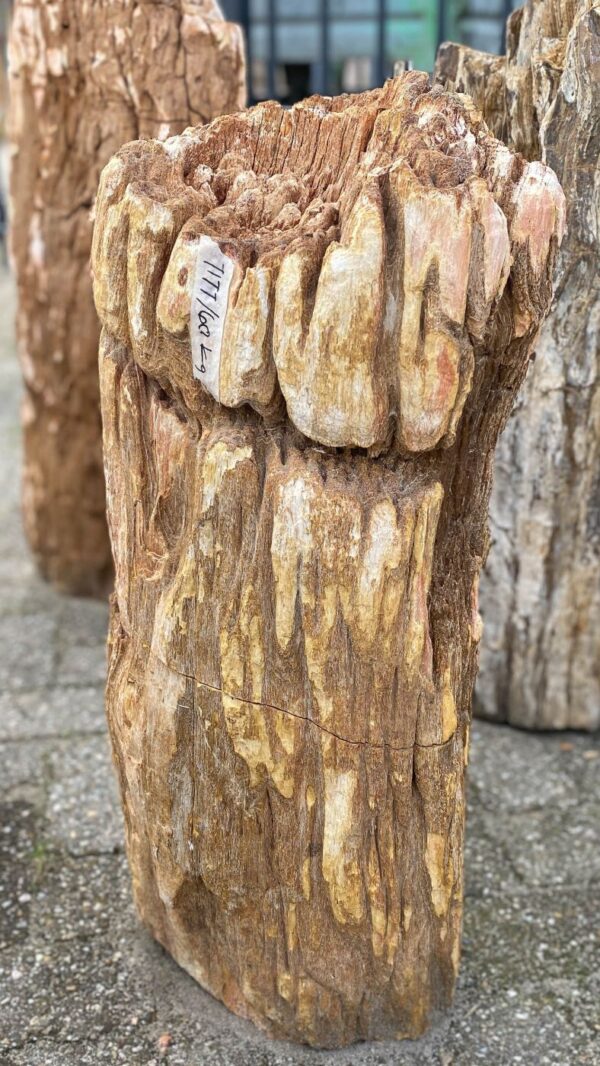 Memorial stone petrified wood 52040