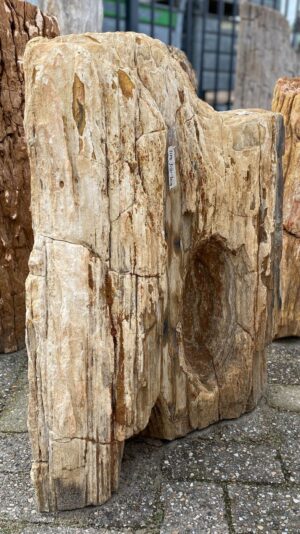Memorial stone petrified wood 52041