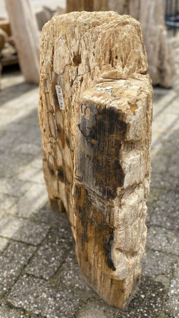 Memorial stone petrified wood 52041