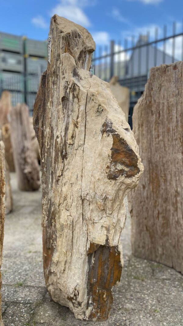 Memorial stone petrified wood 52044