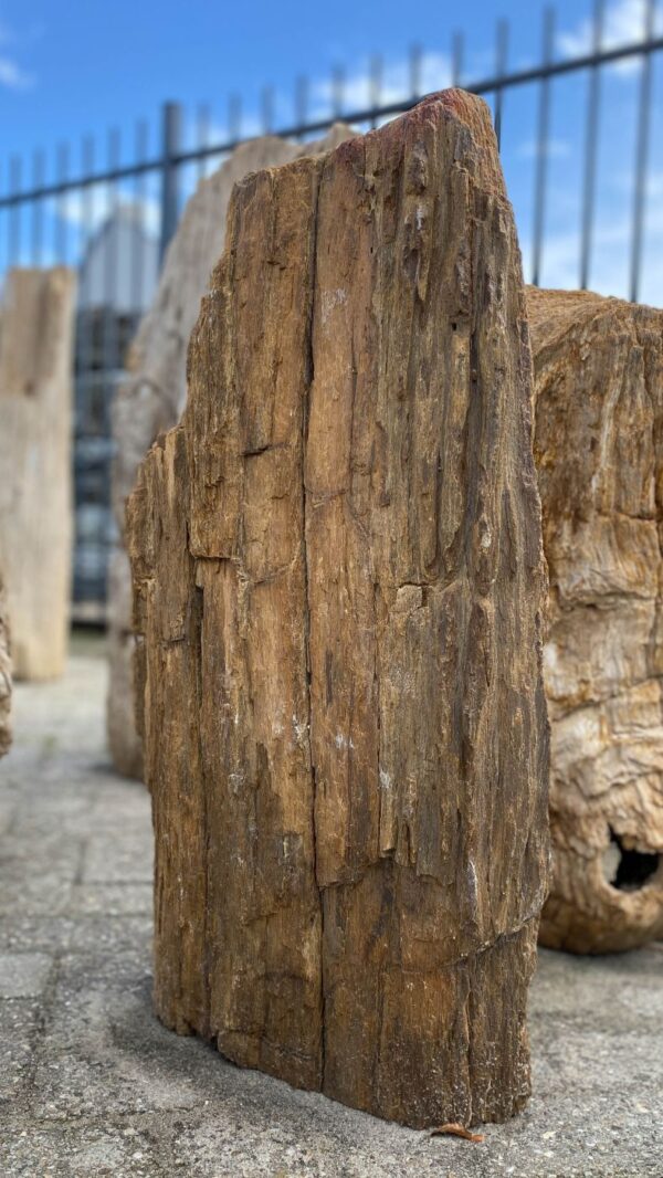 Memorial stone petrified wood 52048