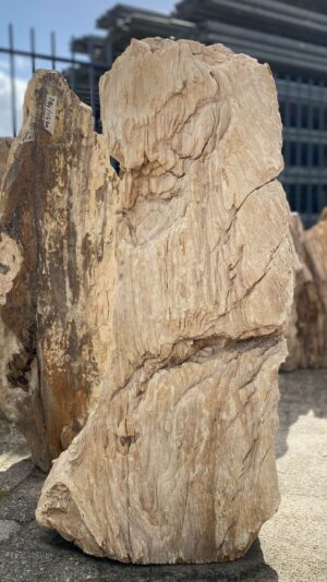 Memorial stone petrified wood 52050