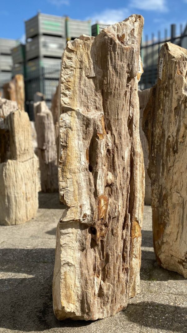 Memorial stone petrified wood 52050
