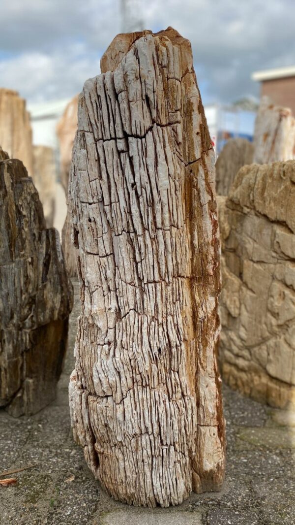 Memorial stone petrified wood 52052