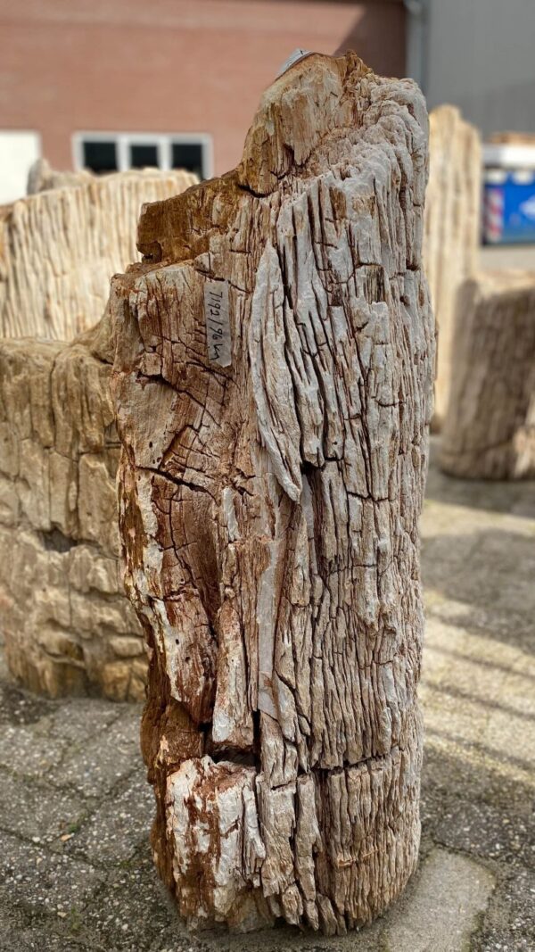 Memorial stone petrified wood 52052