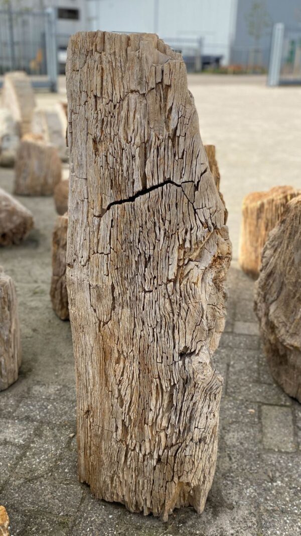 Memorial stone petrified wood 52053