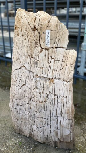 Memorial stone petrified wood 52055