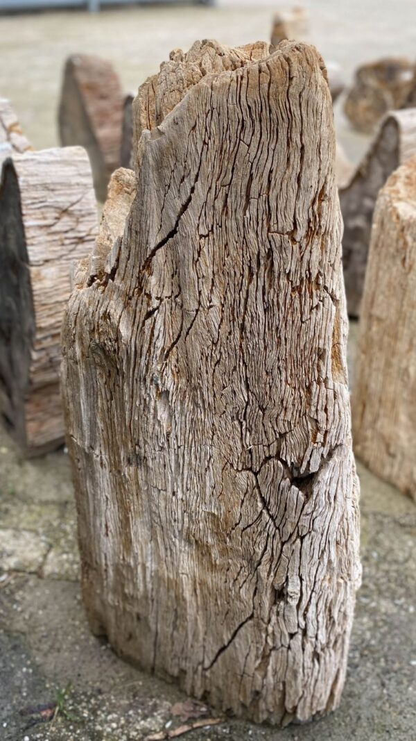 Memorial stone petrified wood 52055