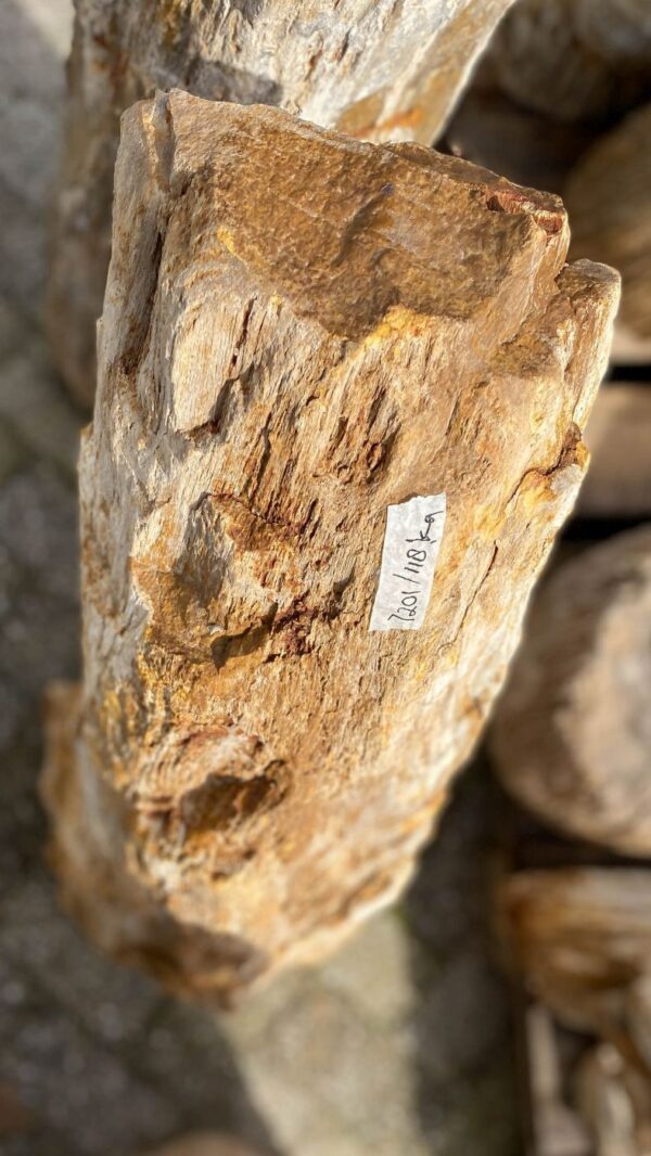 Memorial stone petrified wood 52060