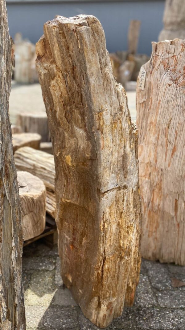 Memorial stone petrified wood 52060