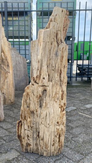 Memorial stone petrified wood 52063