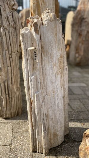 Memorial stone petrified wood 52065