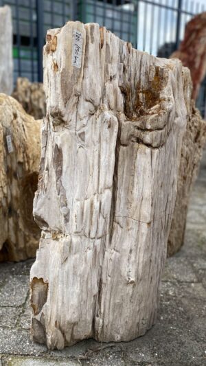 Memorial stone petrified wood 52066