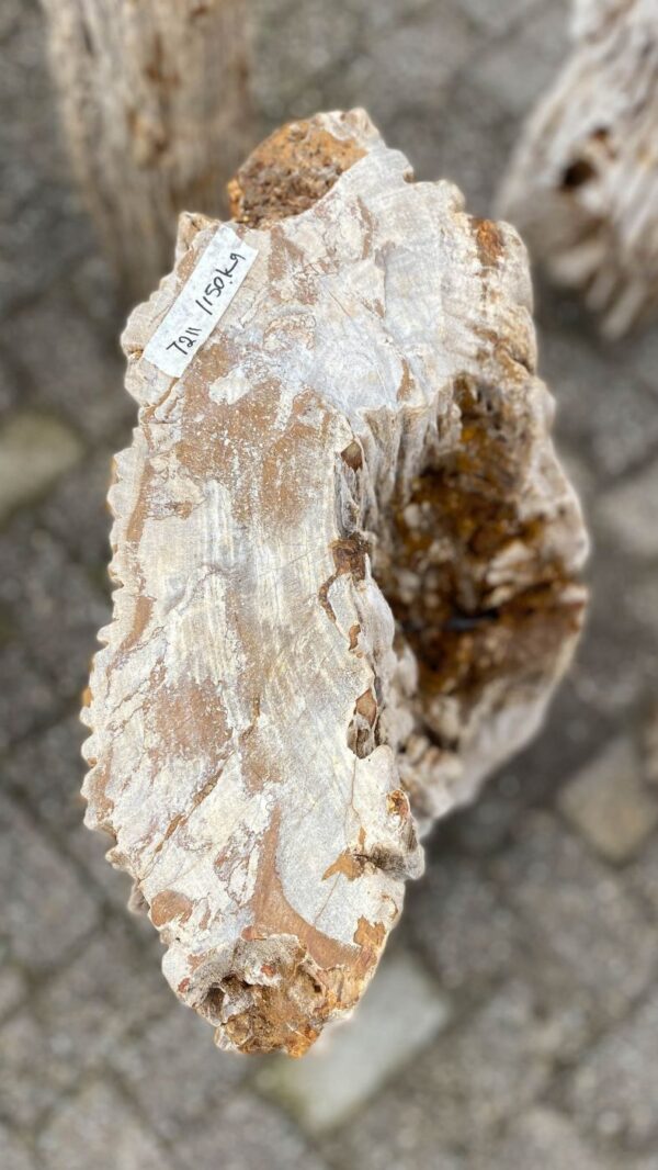 Memorial stone petrified wood 52066