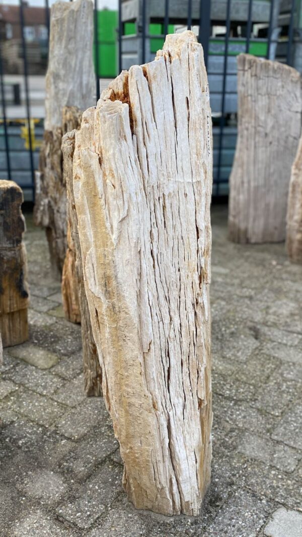 Memorial stone petrified wood 52068