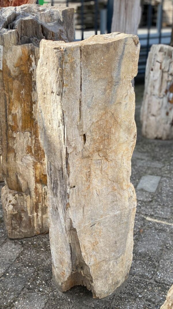 Memorial stone petrified wood 52072