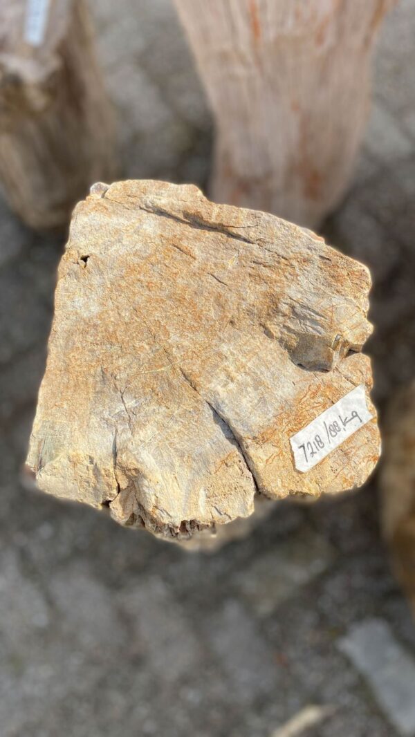 Memorial stone petrified wood 52072