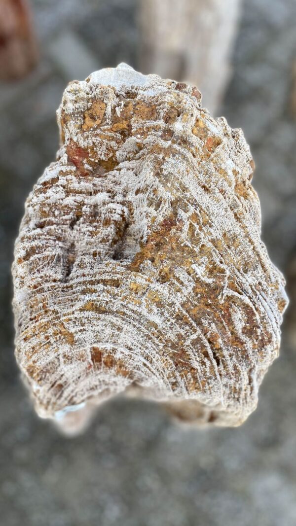 Memorial stone petrified wood 52076