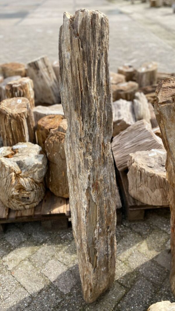 Memorial stone petrified wood 52077