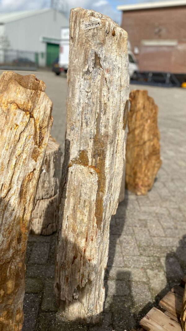 Memorial stone petrified wood 52077