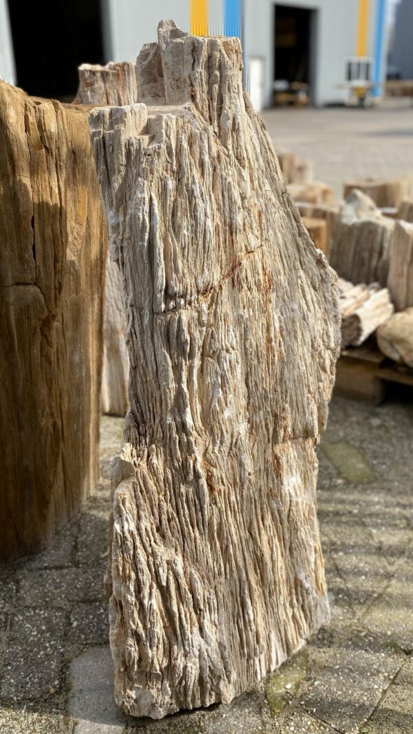 Memorial stone petrified wood 52082