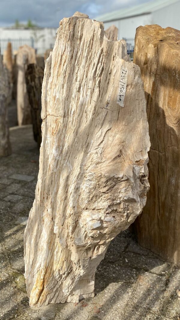 Memorial stone petrified wood 52082