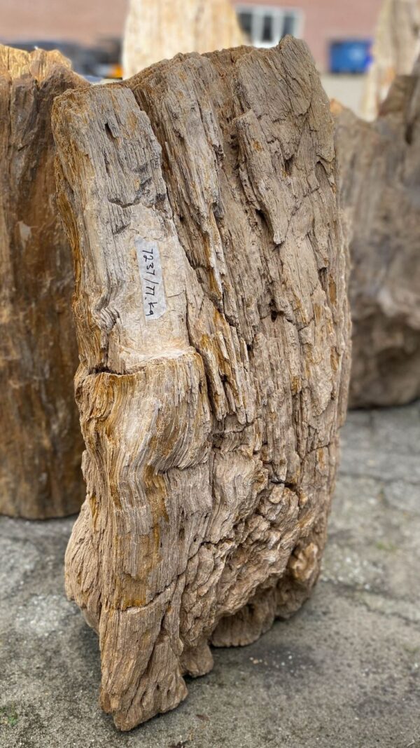 Memorial stone petrified wood 52085