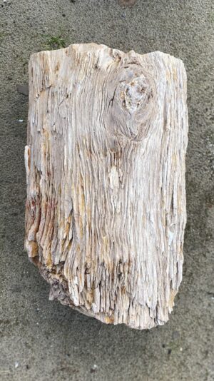 Memorial stone petrified wood 52099