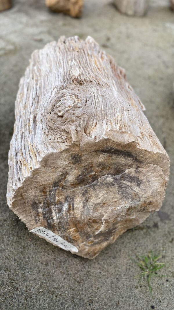 Memorial stone petrified wood 52099