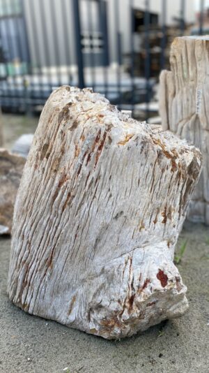 Memorial stone petrified wood 52104