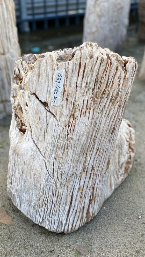 Memorial stone petrified wood 52104