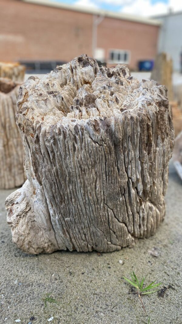 Memorial stone petrified wood 52104