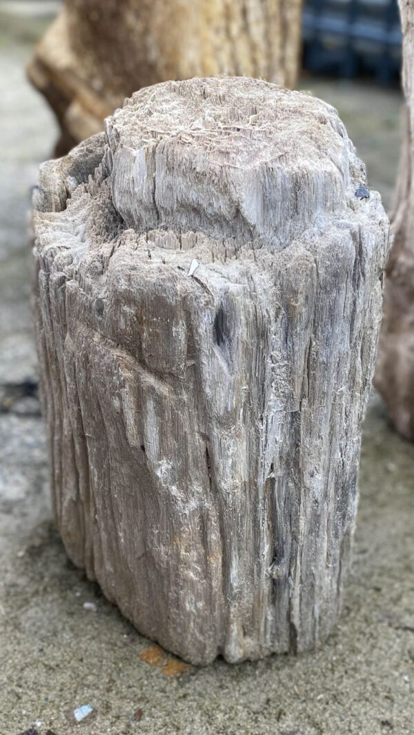 Memorial stone petrified wood 52110