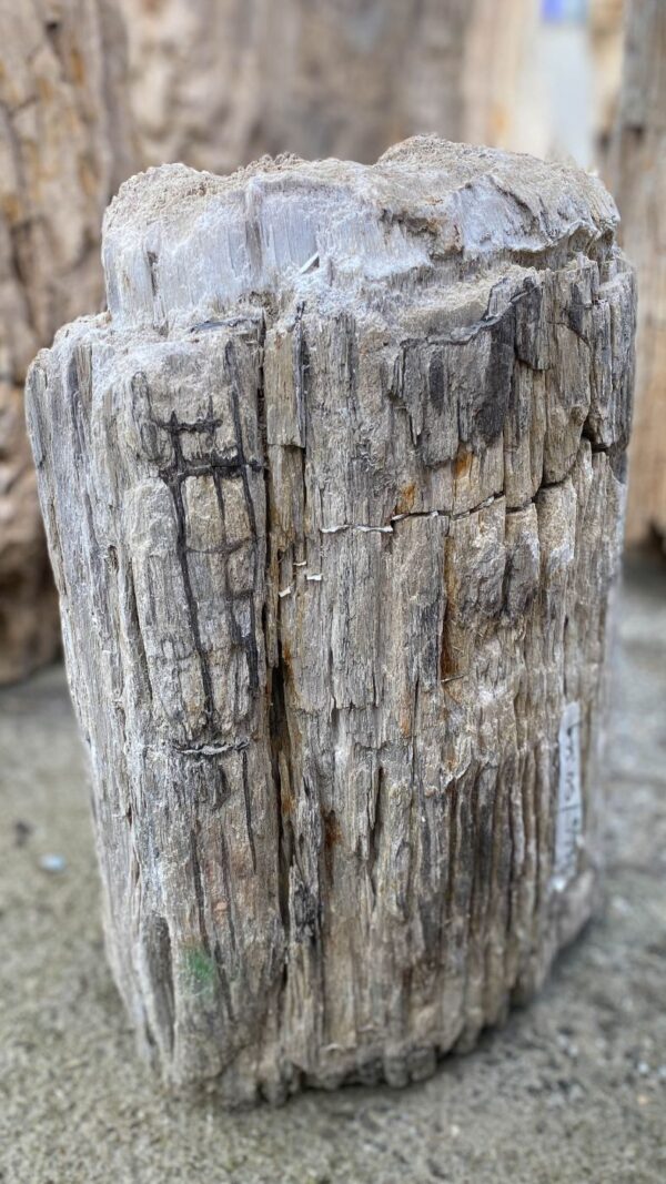 Memorial stone petrified wood 52110