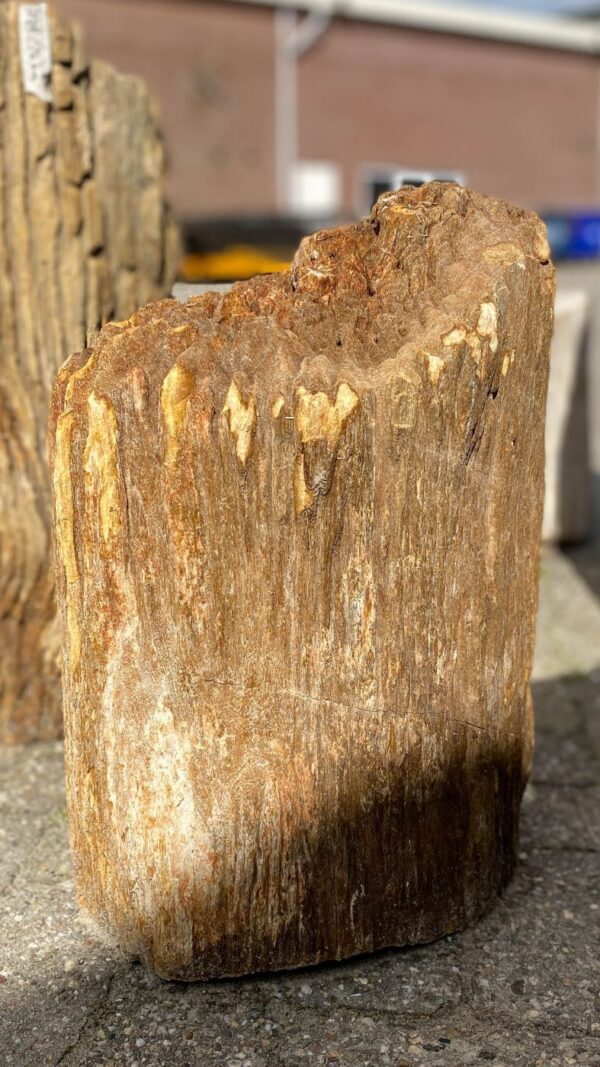 Memorial stone petrified wood 52112