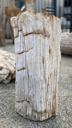 Memorial stone petrified wood 52114