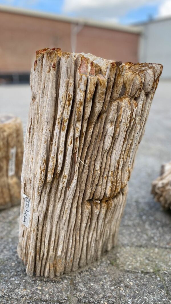 Memorial stone petrified wood 52114