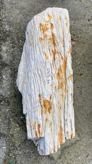 Memorial stone petrified wood 52116