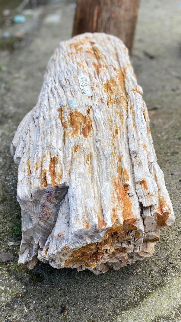 Memorial stone petrified wood 52116